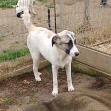 GIZMO, Hund, Deutscher Schäferhund-Mix in Griechenland - Bild 8