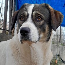 HARLEY, Hund, Deutscher Schäferhund-Mix in Griechenland - Bild 1