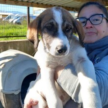 HARLEY, Hund, Deutscher Schäferhund-Mix in Griechenland - Bild 10