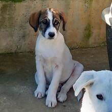 HARLEY, Hund, Deutscher Schäferhund-Mix in Griechenland - Bild 11