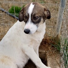 HARLEY, Hund, Deutscher Schäferhund-Mix in Griechenland - Bild 12