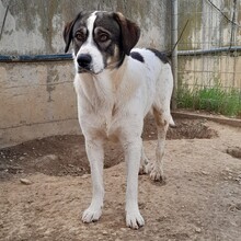 HARLEY, Hund, Deutscher Schäferhund-Mix in Griechenland - Bild 2