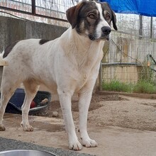 HARLEY, Hund, Deutscher Schäferhund-Mix in Griechenland - Bild 3