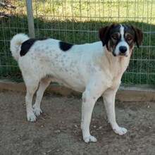 HARLEY, Hund, Deutscher Schäferhund-Mix in Griechenland - Bild 5