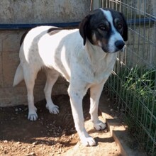 HARLEY, Hund, Deutscher Schäferhund-Mix in Griechenland - Bild 6