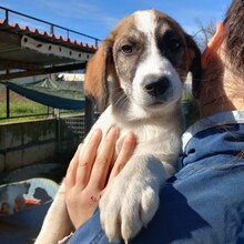 HARLEY, Hund, Deutscher Schäferhund-Mix in Griechenland - Bild 9