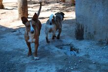 LUNA, Hund, Podenco Andaluz in Spanien - Bild 6