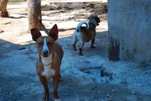 LUNA, Hund, Podenco Andaluz in Spanien - Bild 8