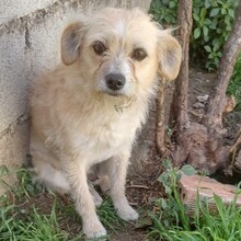 BELANA, Hund, Mischlingshund in Griechenland