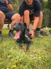 STRUPPI, Hund, Jagdterrier-Mix in Slowakische Republik - Bild 1