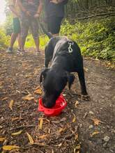 STRUPPI, Hund, Jagdterrier-Mix in Slowakische Republik - Bild 2