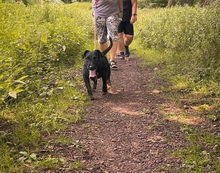 STRUPPI, Hund, Jagdterrier-Mix in Slowakische Republik - Bild 3