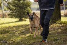 TARIK, Hund, Belgischer Schäferhund-Mix in Kroatien - Bild 1