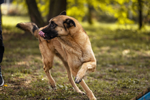 TARIK, Hund, Belgischer Schäferhund-Mix in Kroatien - Bild 2