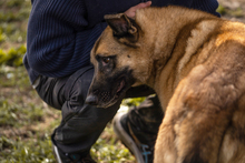 TARIK, Hund, Belgischer Schäferhund-Mix in Kroatien - Bild 3