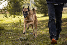 TARIK, Hund, Belgischer Schäferhund-Mix in Kroatien - Bild 4