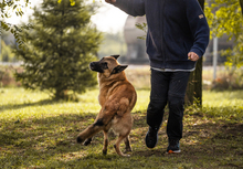 TARIK, Hund, Belgischer Schäferhund-Mix in Kroatien - Bild 5