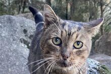 HEINZ, Katze, Europäisch Kurzhaar in Italien