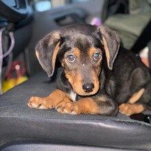 FRITZ, Hund, Mischlingshund in Velbert