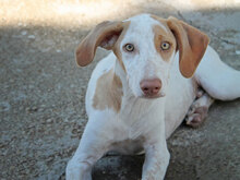 FRESON, Hund, Mischlingshund in Spanien - Bild 2