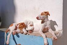 FRESON, Hund, Mischlingshund in Spanien - Bild 3