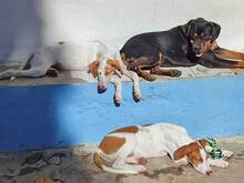 FRESON, Hund, Mischlingshund in Spanien - Bild 4