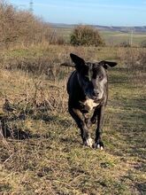 MANILVA, Hund, Staffordshire Bull Terrier-Mix in Grafenberg - Bild 1