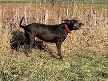 MANILVA, Hund, Staffordshire Bull Terrier-Mix in Grafenberg - Bild 4