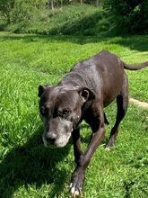 MANILVA, Hund, Staffordshire Bull Terrier-Mix in Grafenberg - Bild 5