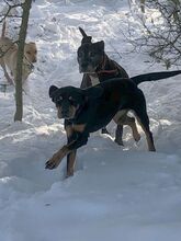 MANILVA, Hund, Staffordshire Bull Terrier-Mix in Grafenberg - Bild 6