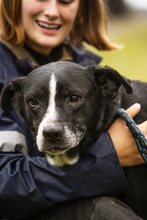 SHERLOCK, Hund, Mischlingshund in Kroatien - Bild 1