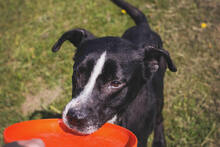 SHERLOCK, Hund, Mischlingshund in Kroatien - Bild 2