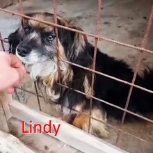 LINDY, Hund, Mischlingshund in Bosnien und Herzegowina - Bild 1