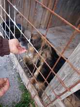 LINDY, Hund, Mischlingshund in Bosnien und Herzegowina - Bild 3