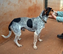 POPEYEBOY, Hund, Jagdhund in Griechenland - Bild 10