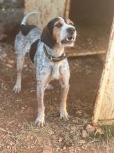 POPEYEBOY, Hund, Jagdhund in Griechenland - Bild 12