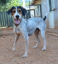 POPEYEBOY, Hund, Jagdhund in Griechenland - Bild 2