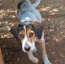 POPEYEBOY, Hund, Jagdhund in Griechenland - Bild 4