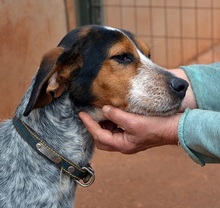 POPEYEBOY, Hund, Jagdhund in Griechenland - Bild 8