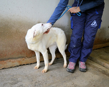 ARRIEL, Hund, Mischlingshund in Italien - Bild 22