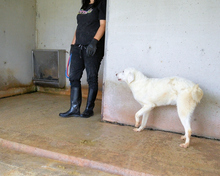 ARRIEL, Hund, Mischlingshund in Italien - Bild 23