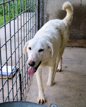 ARRIEL, Hund, Mischlingshund in Italien - Bild 24