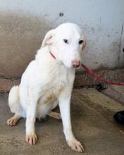 ARRIEL, Hund, Mischlingshund in Italien - Bild 26