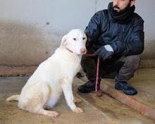 ARRIEL, Hund, Mischlingshund in Italien - Bild 27