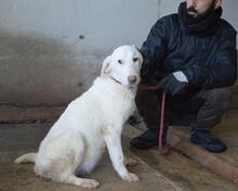 ARRIEL, Hund, Mischlingshund in Italien - Bild 28