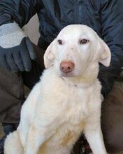 ARRIEL, Hund, Mischlingshund in Italien - Bild 29