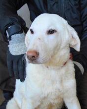 ARRIEL, Hund, Mischlingshund in Italien - Bild 30