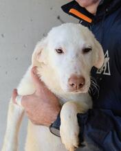 ARRIEL, Hund, Mischlingshund in Italien - Bild 31
