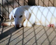 ARRIEL, Hund, Mischlingshund in Italien - Bild 32