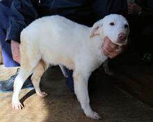 ARRIEL, Hund, Mischlingshund in Italien - Bild 33